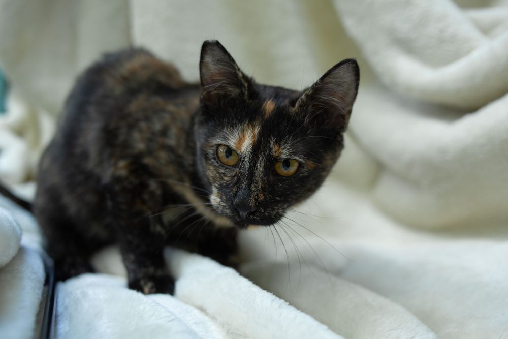 Соня в пошуку своєї родини