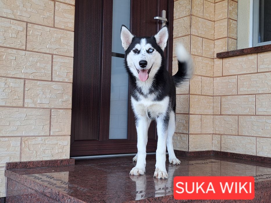 Husky Syberyjski