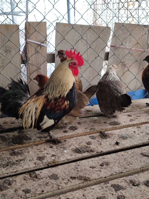 Курочки  і півник бентамки , та кохінхіни