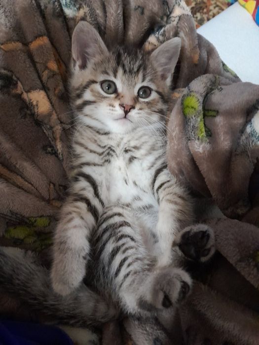 Котята шотландці гарнесенькі