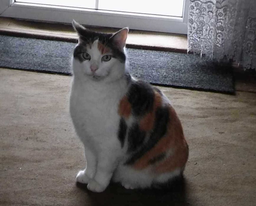 ZAGINĘŁA kotka tricolorka - SŁAWNO