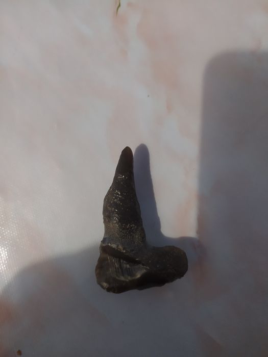 Палеонтологія  Експонат мезозойської  ери