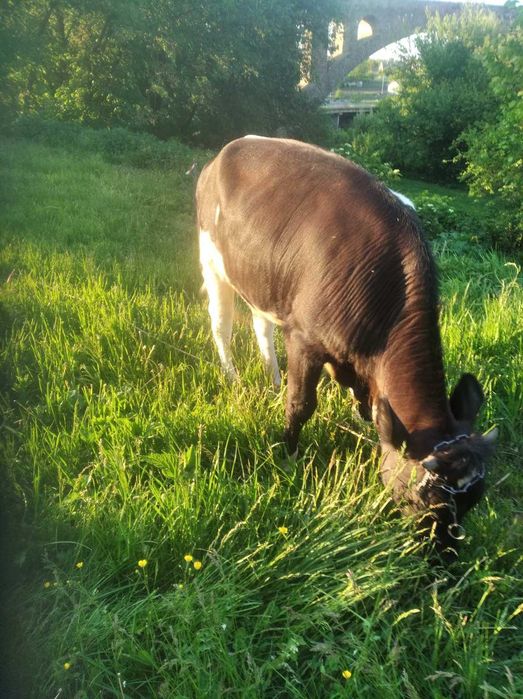 Продам Теличку 14 Місяців Деталі по телефону