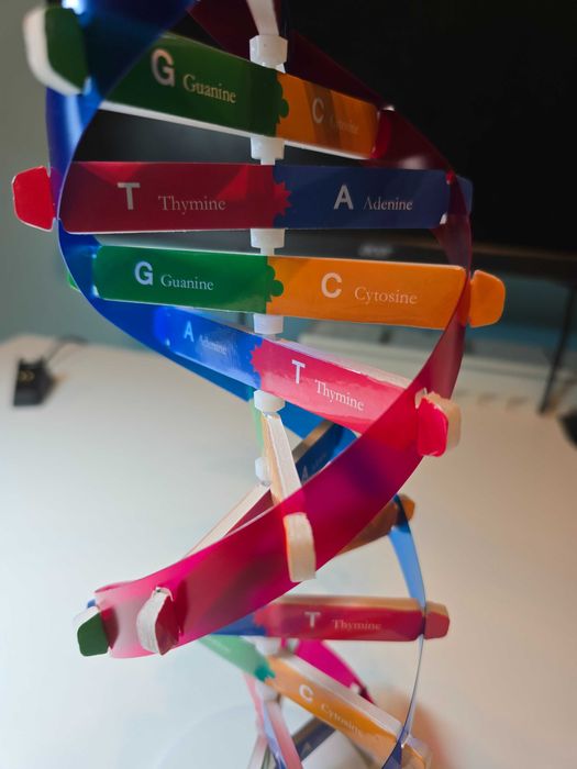 Model Podwójnej Helisy DNA