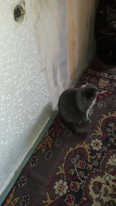 Отдам ухоженную кошечку