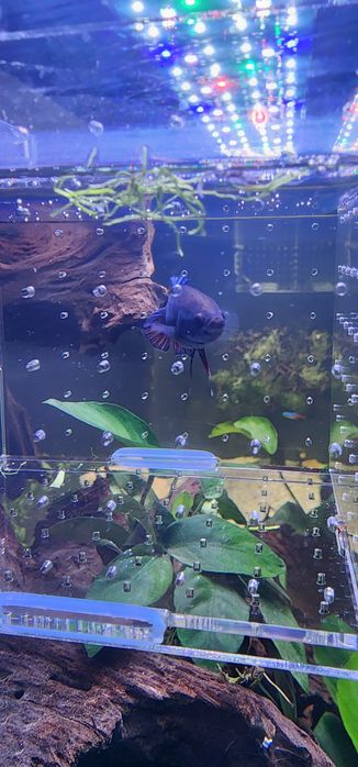 Bettas Fêmeas ...