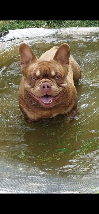 Bulldog francês