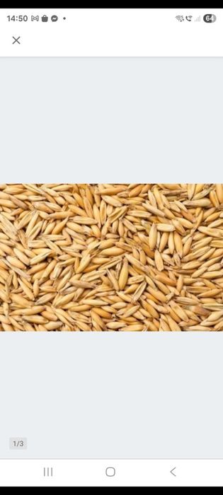 Owies jary z sezonu 2025