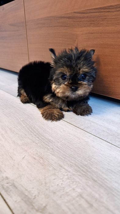 Yorkshire terrier suczka