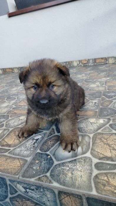 Sprzedam Owczarka Niemieckiego