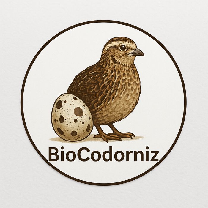 Ovos codorniz gigante galados e para consumo