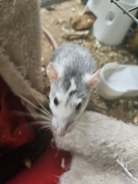 2 szczury samiczki dumbo z klatką zabezpieczoną, akcesoriami i karmą