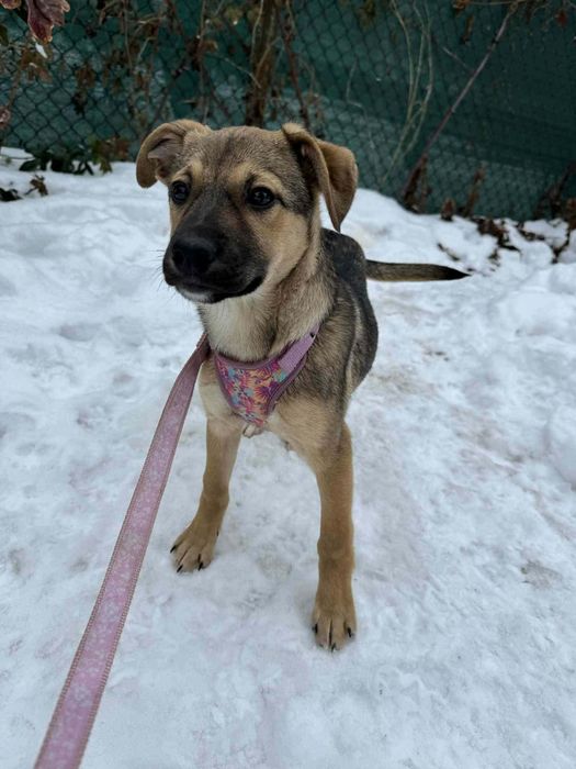 Pyza szczeniaczek pilnie prosi o dom