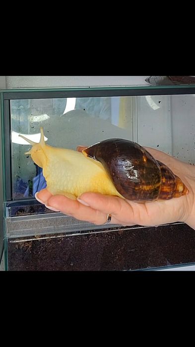 Achatina fulica Oddam