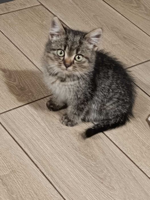 Кошеня у добрі руки!