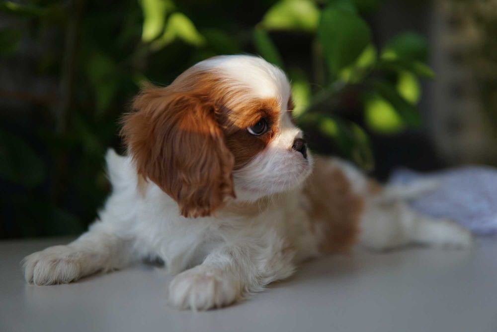 Szczeniaczek Cavalier King Charles Spaniel