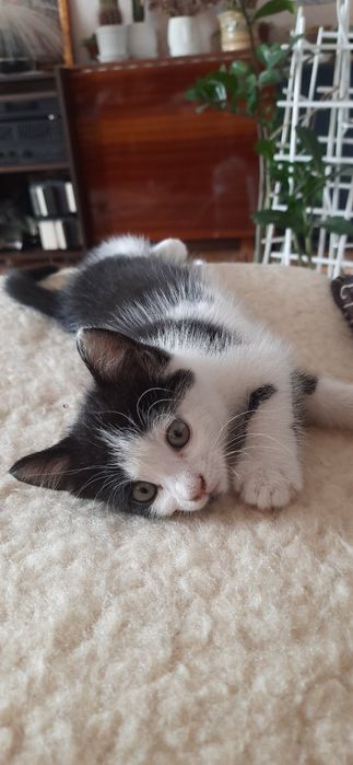 Котик, кошення, безкоштовно