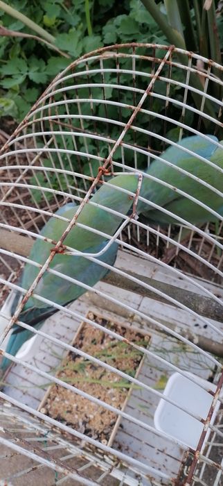 RINGNECKS machos 2025 | linha de qualidade