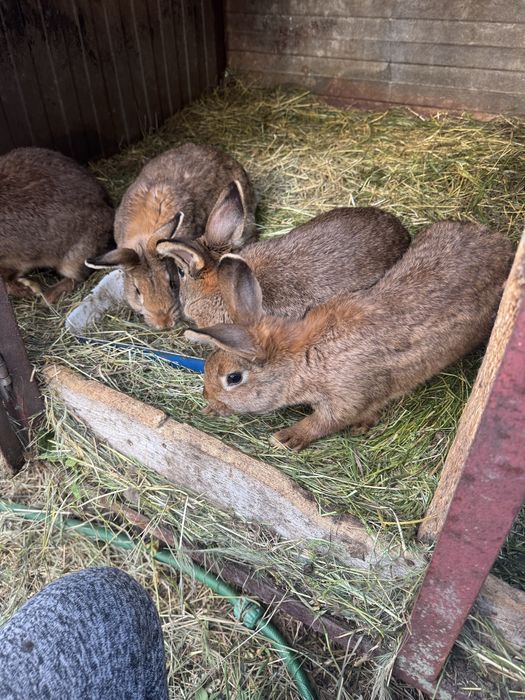 Króliki waga 2,5kg do 3,8kg