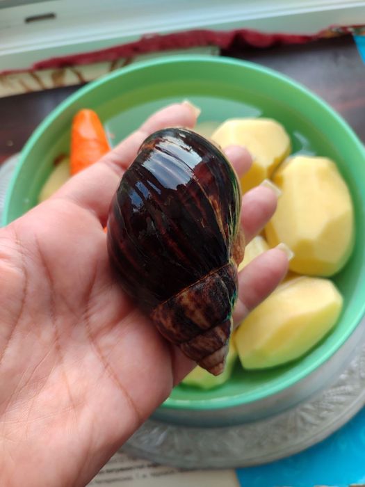 Равлики домашні дітки та мама