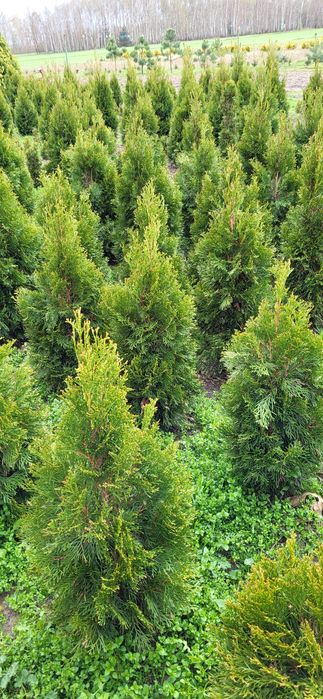 Tuja szmaragd 80,100,120,140cm