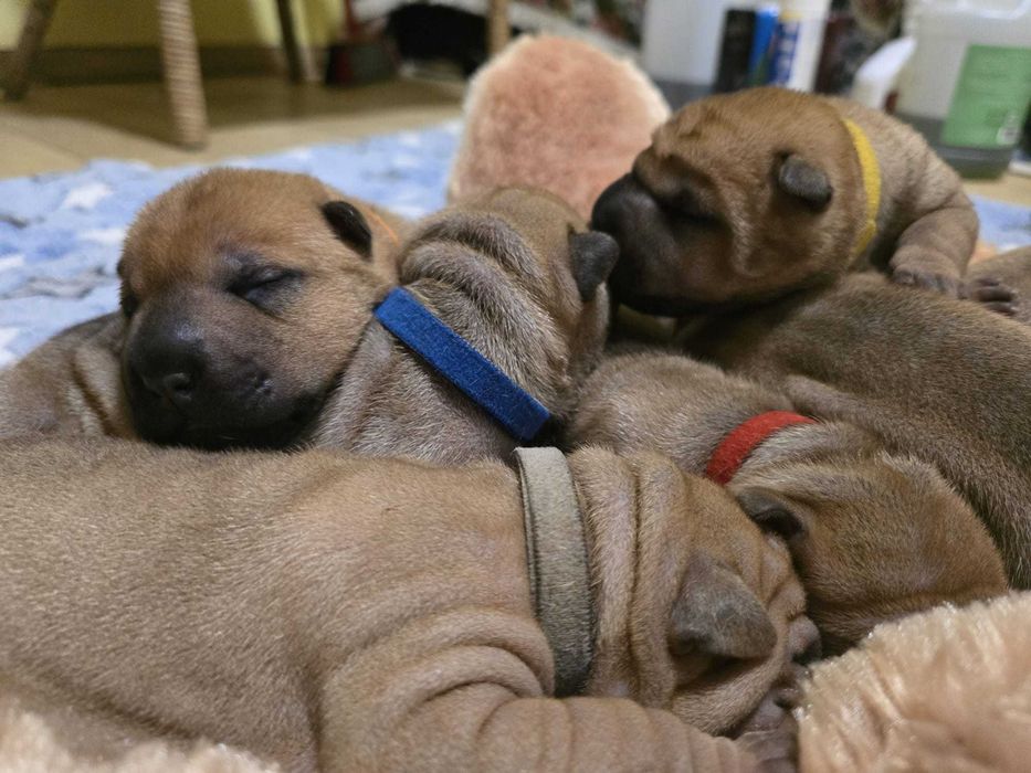 Shar Pei – suczka w klasycznym umaszczeniu | Revok Box (FCI)