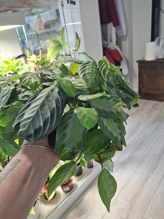 Maranta Piękna Zdrowa.