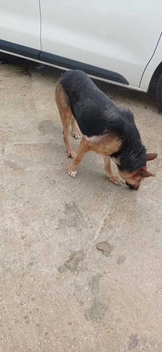 Doação de dois pastor  alemão com 3 anos