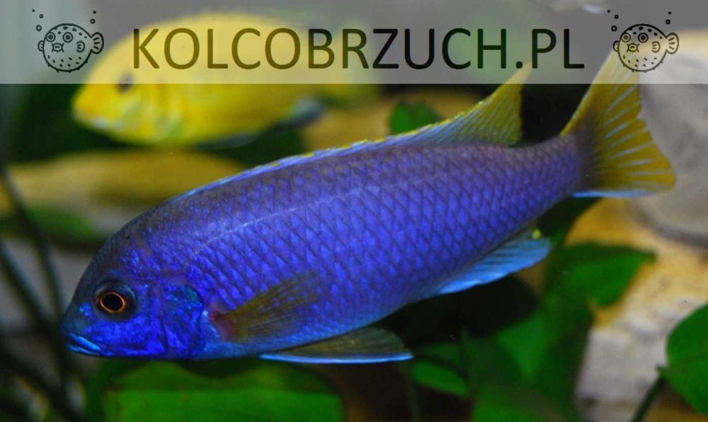 Pyszczak złotopłetwy - Pseudotropheus acei - dowóz, wysyłka