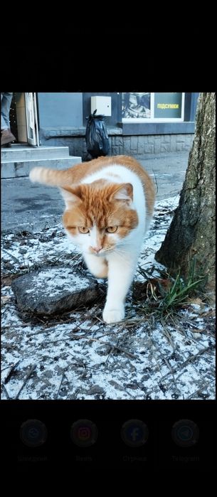 Кішечку в добрі руки