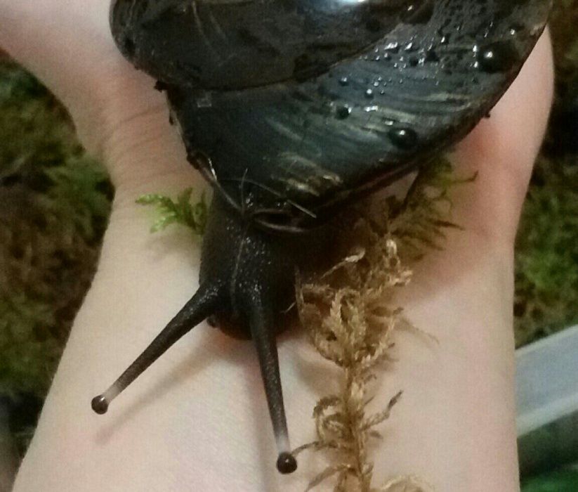 Улитки сухопутные Ахатина, Караколус, АрхАхатина 100 гр за улитку