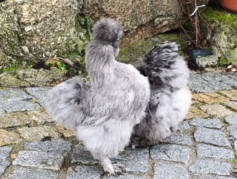 Sedosas do Japão ovos