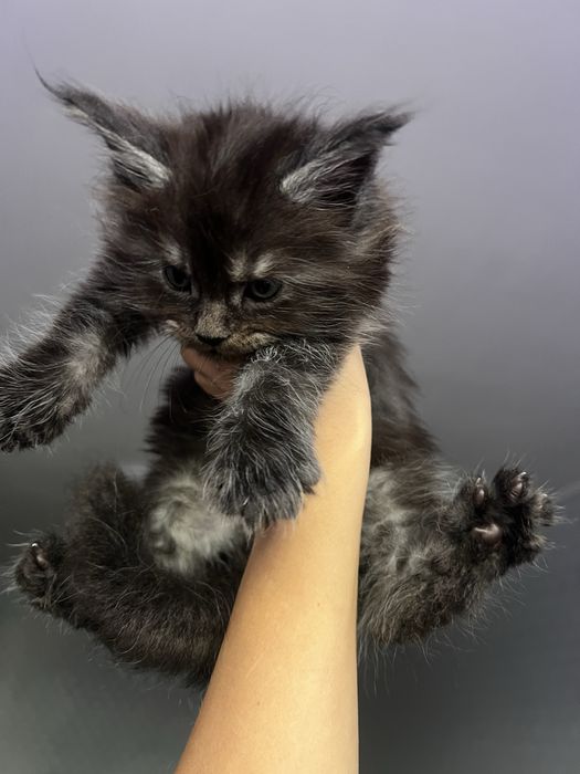 Димний хлопчик мейнкун