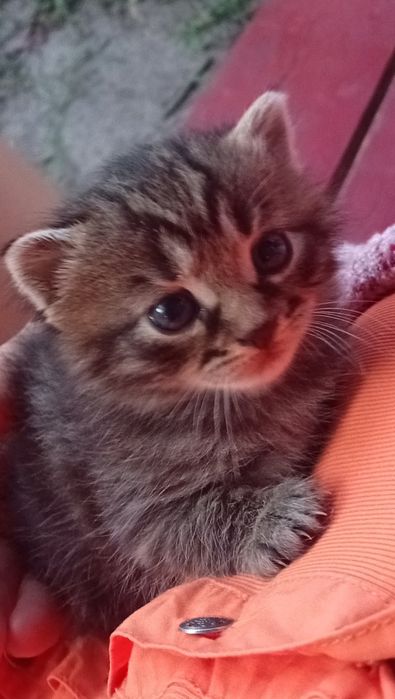 Віддам кошенят у добрі руки