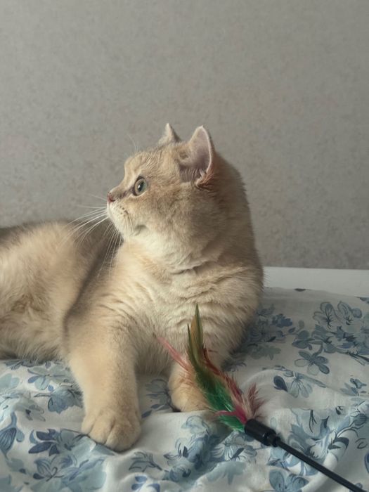 Котик британець короткошерстий