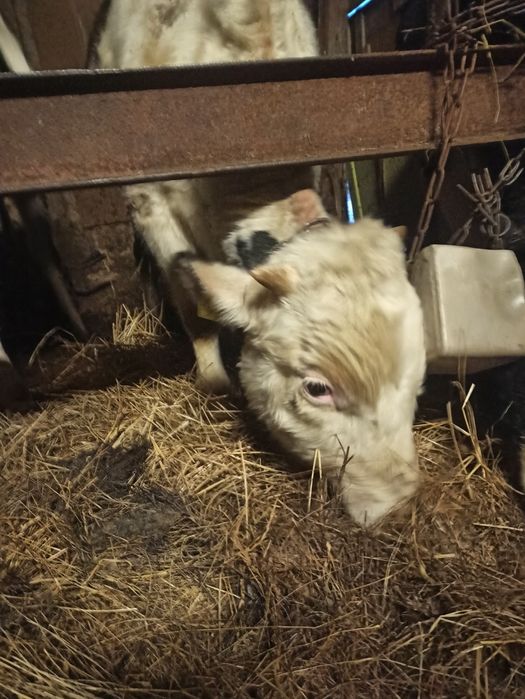 Ładny Byczek na sprzedaż