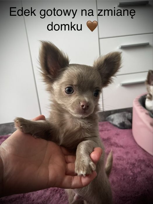 Chihuahua długowłosy