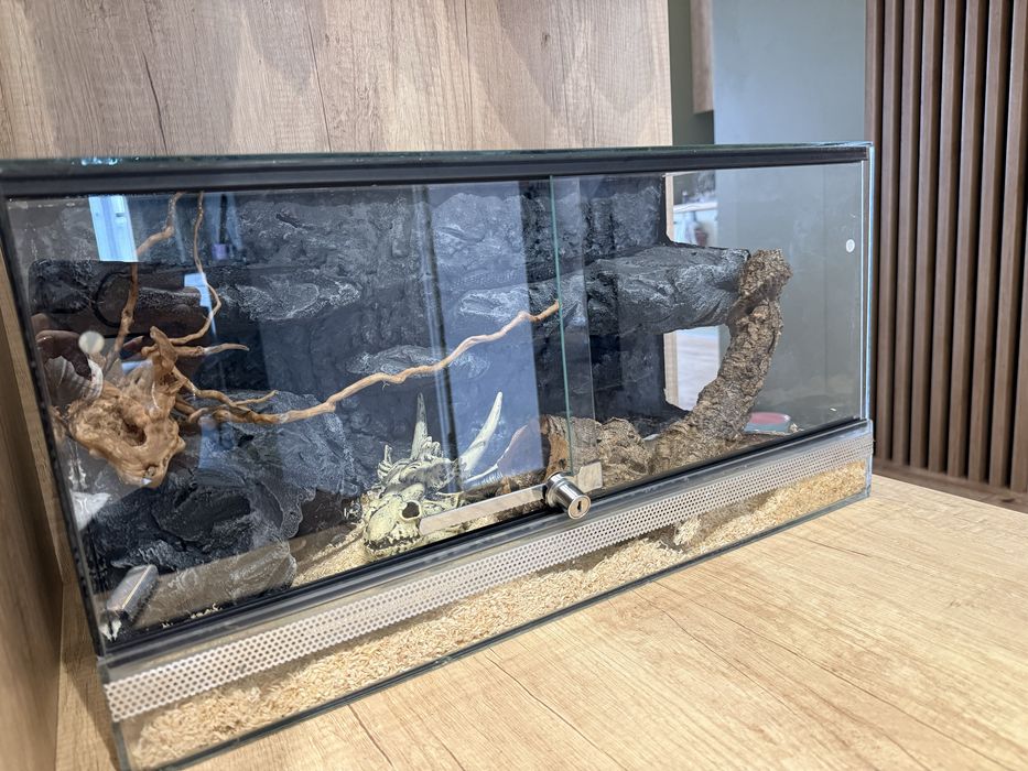 Wąż domowy z terrarium