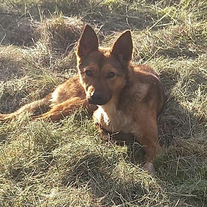 Дівчинка щукає дім. Стерилізована