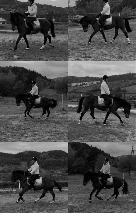 Młoda klacz idelana dla ambitnej osoby