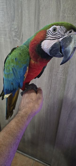 Araras Arlequim Hibridas