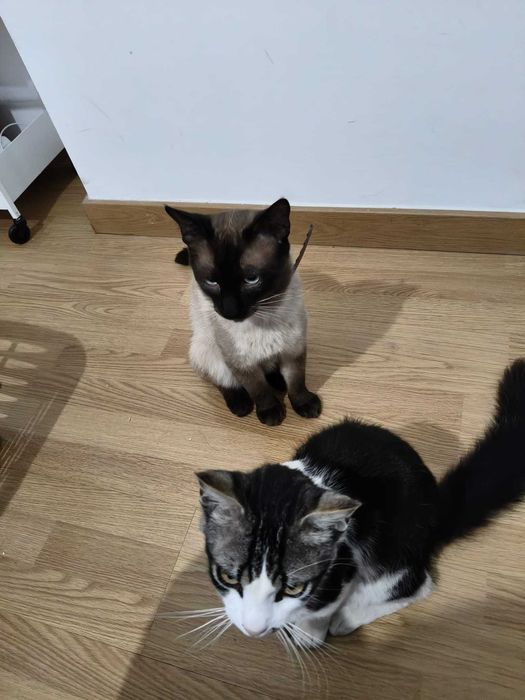 Gatinhos para dar