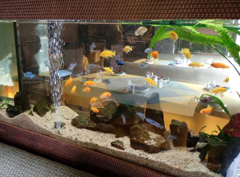 Обслуговування акваріумів декоративних та торгових