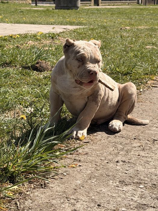 American Bully Xl