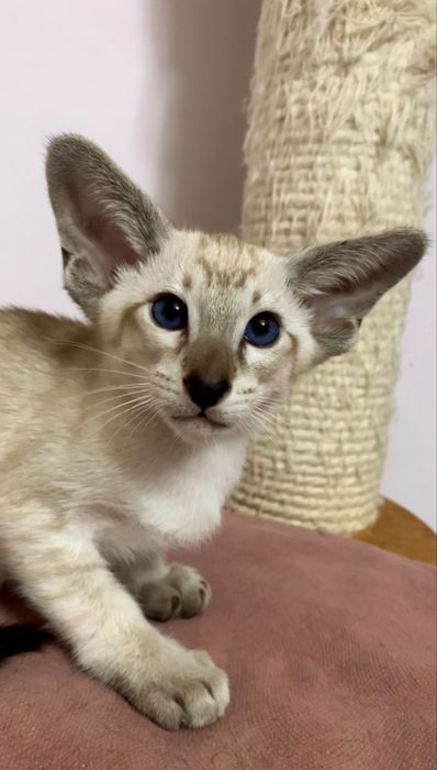 Орієнтальне кошеня