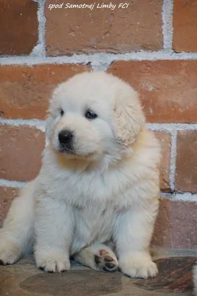 Polski Owczarek Podhalański  FCI, ZKwP - szczeniak