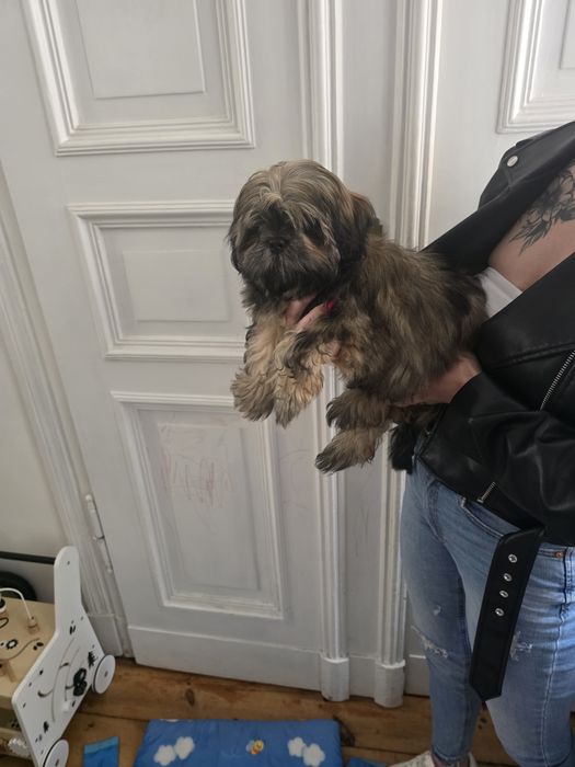 Shih tzu 4 miesieczny