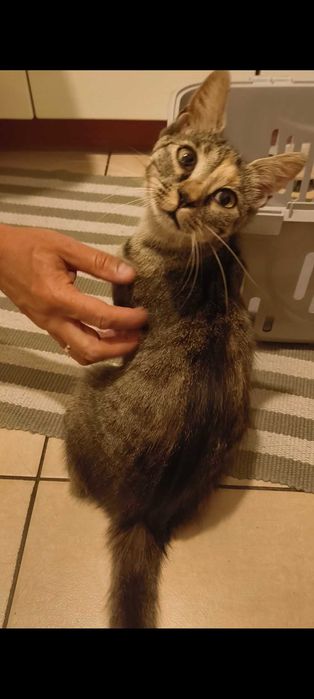 Młodziutka radosna kotka z FeLV do adopcji