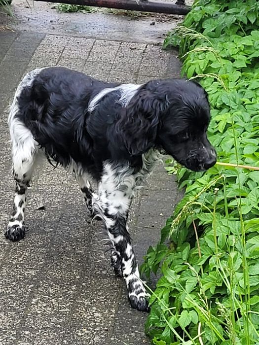 Spaniel Bretoński (Epagneul Breton)FCI