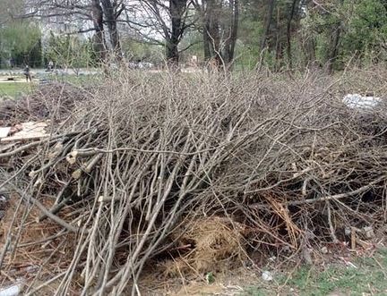 Візьму безкоштовно в дар гілки дерев та кущів з доставкою